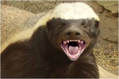 honey-badger-close-up2.jpg