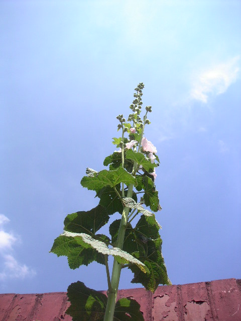 beanstalk.jpg