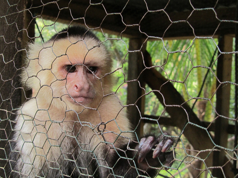 Monkey-32-L.jpg