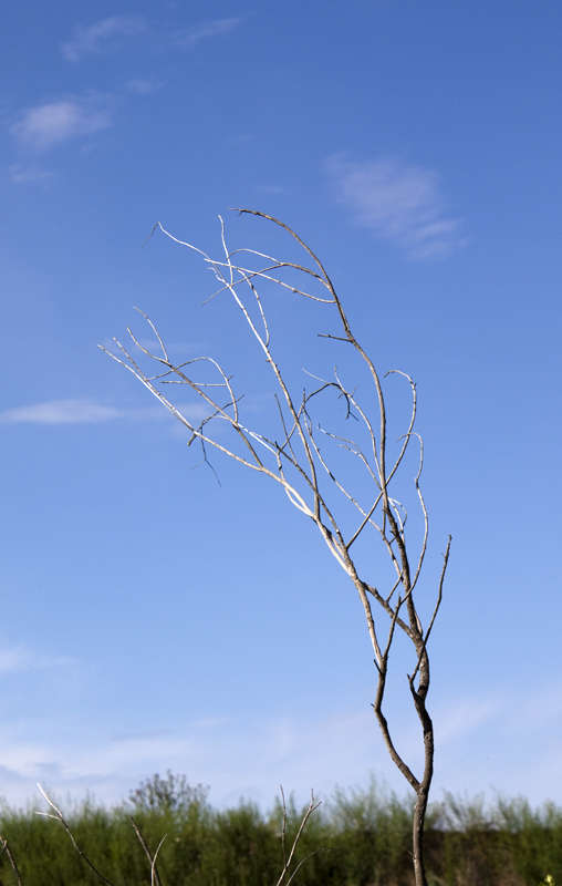 birdperch.jpg