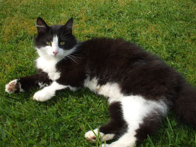 black-and-white-cat.jpg