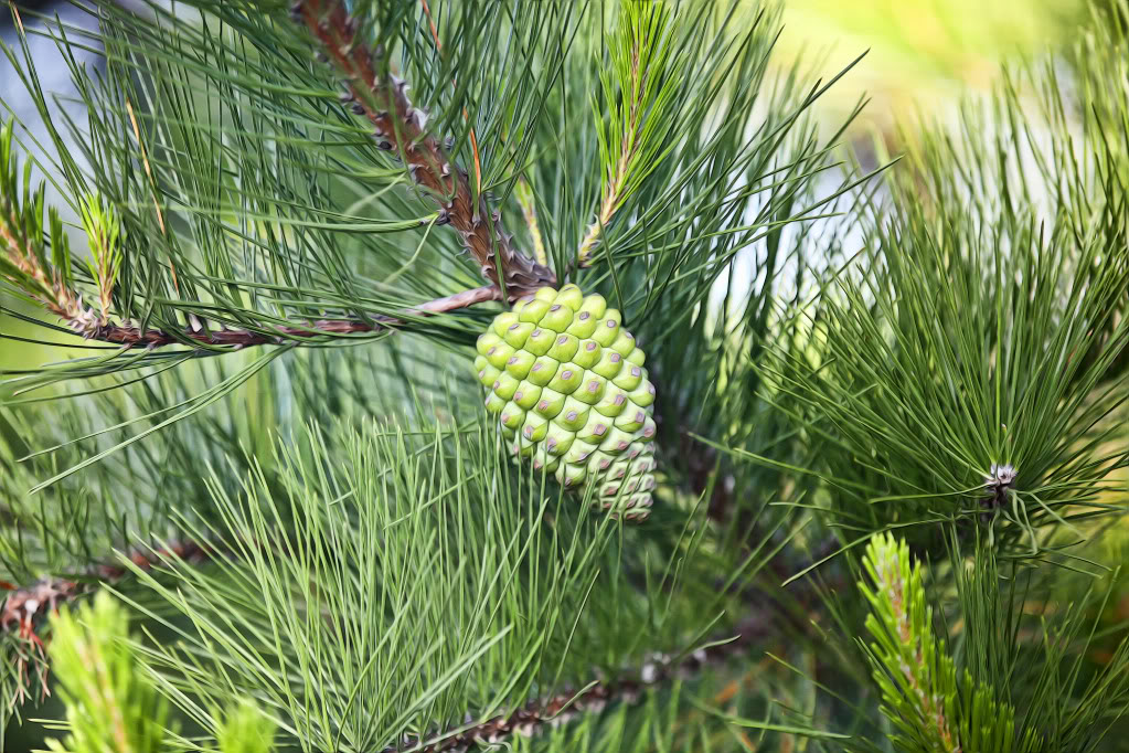 trees013.jpg