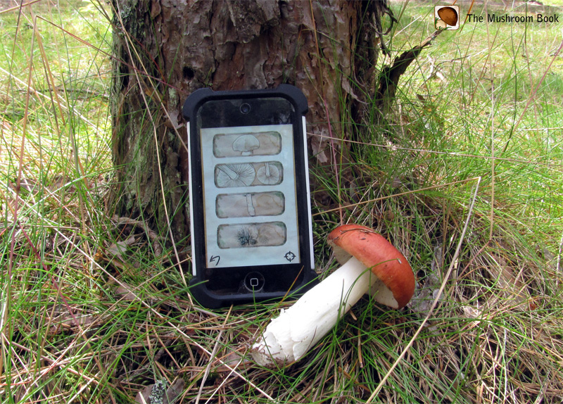 mushroom_hunting.jpg