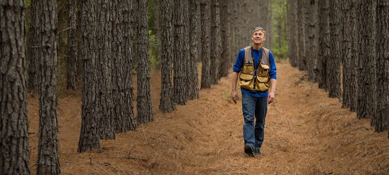 Apple-Forestry-800x361.jpg
