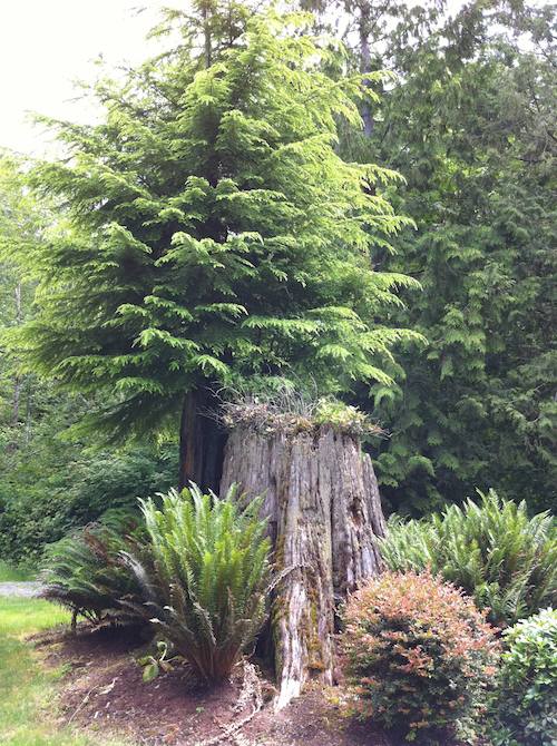 165422-iphone_4_tree_shot.jpg