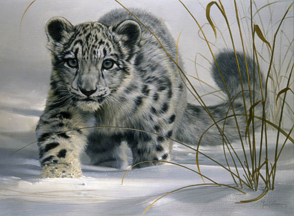 L19F_Snow_Leopard_Cub.jpg