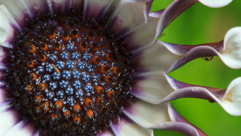 12-juin-Macro-1776-XL.jpg