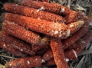 Cobs.JPG