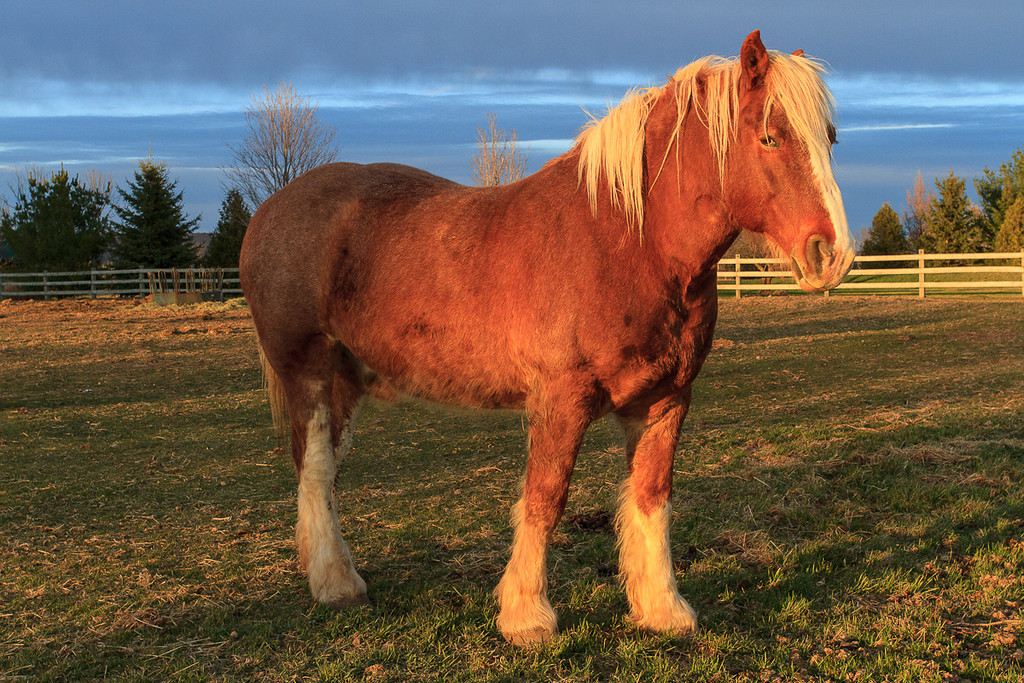 cheval-XL.jpg