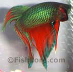 betta_3.jpg