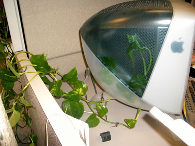 pothos3.jpg