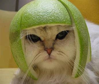 lime_cat_head.jpg