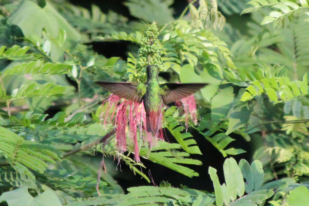 hummingbirdcrop.jpg
