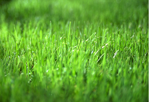 green-grass.jpg
