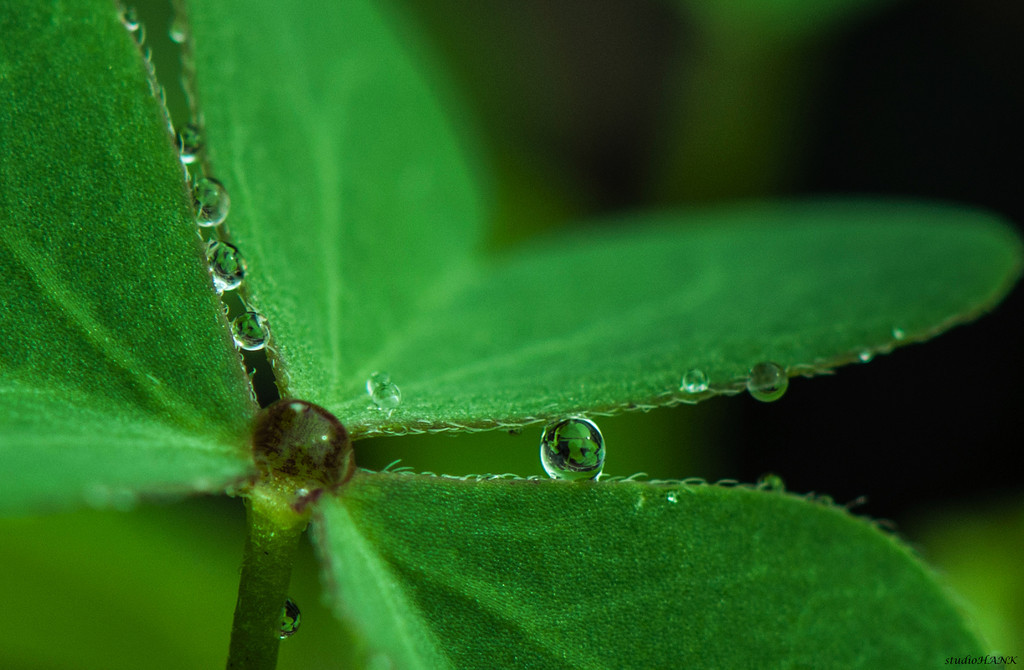 sh_clover-XL.jpg