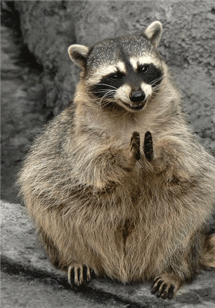 clapping_raccoon_A13.gif