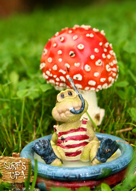 backyardfrog.jpg