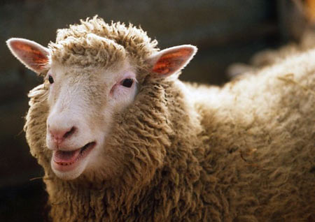 sheep_cloned.jpg