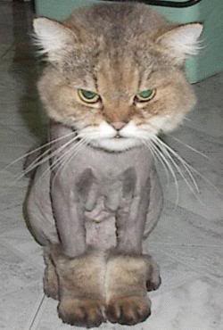 pistcat.jpg