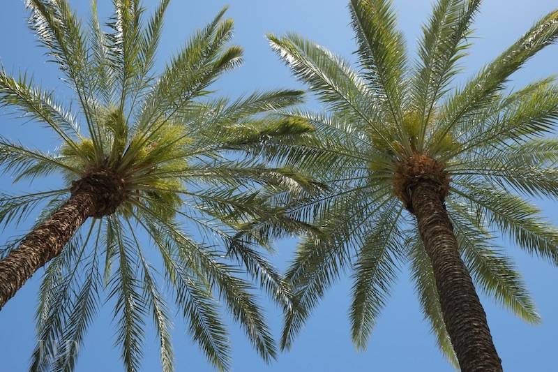 palmso.jpg