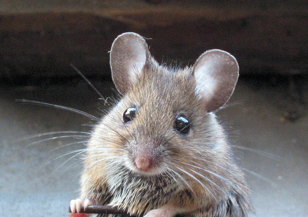 Apodemus_sylvaticus_bosmuis.jpg