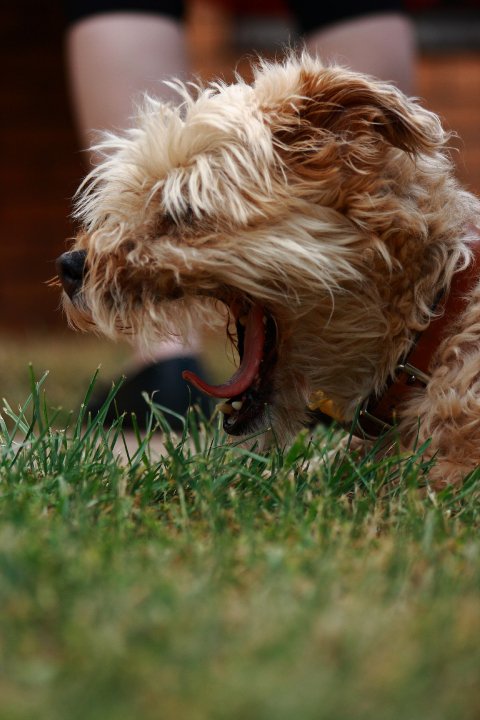 muggsy.jpg