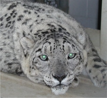 osa-the-snow-leopard.jpg
