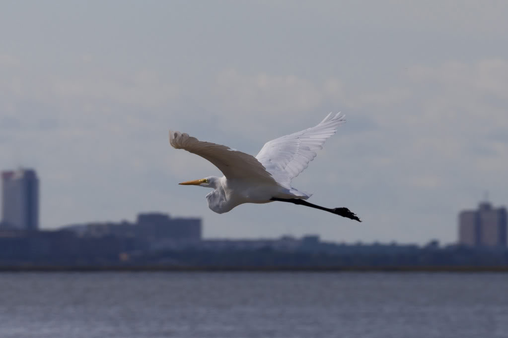 snowyegret2812_zps912faa7a.jpg