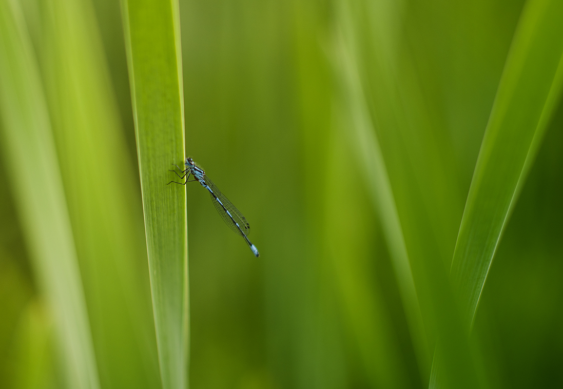 DSC_0965_small.jpg