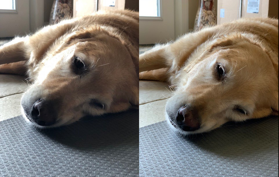 dog1.jpg