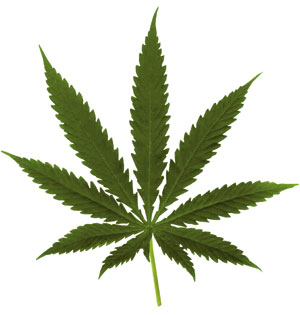 pot-leaf.jpg
