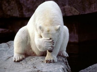 polar-bear-face-palm_thumbnail-1.jpg