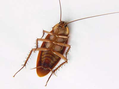 Difference-Between-Waterbug-And-Cockroach.jpg