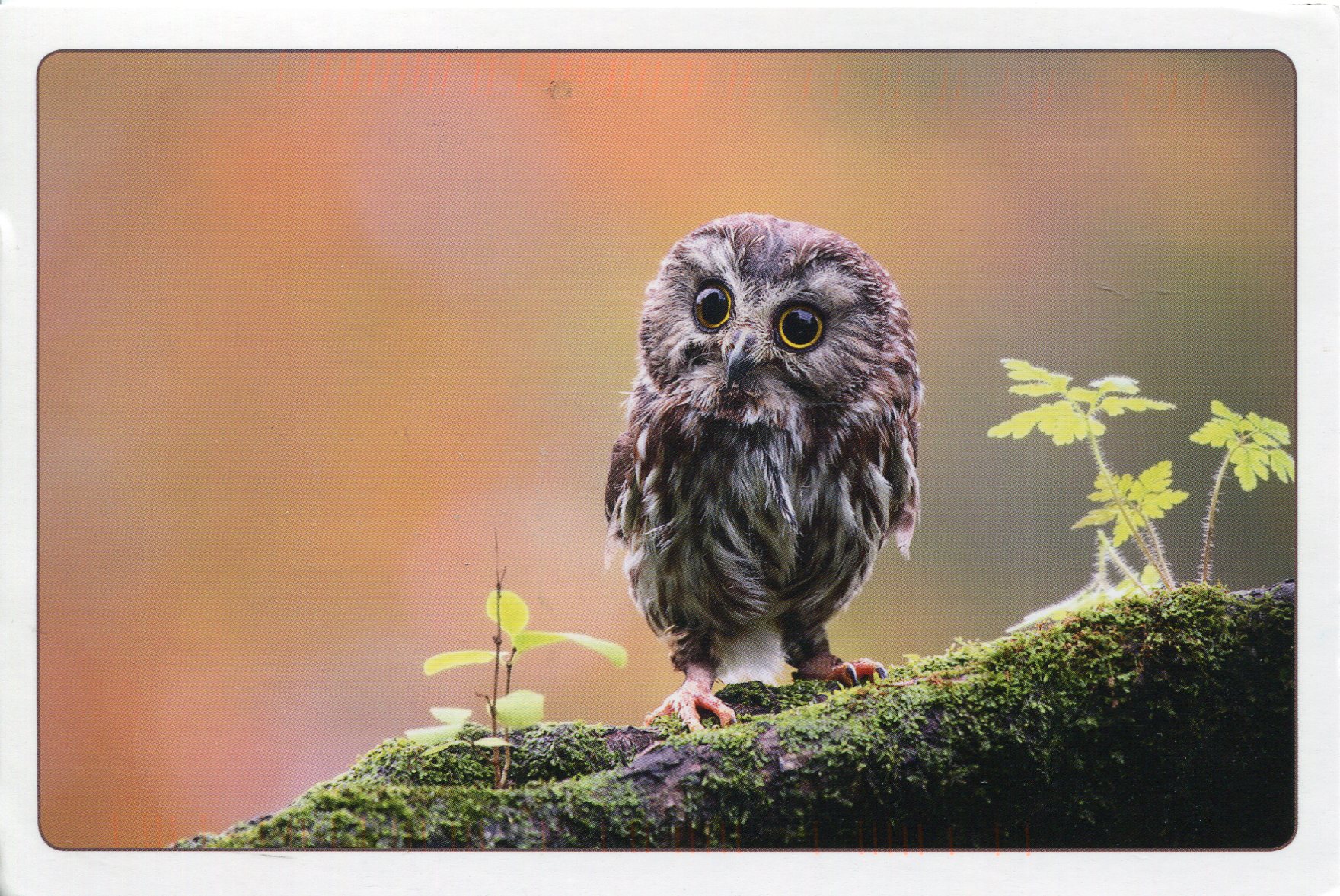 russia-owl.jpg