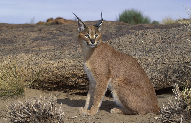 felis_caracal.jpg