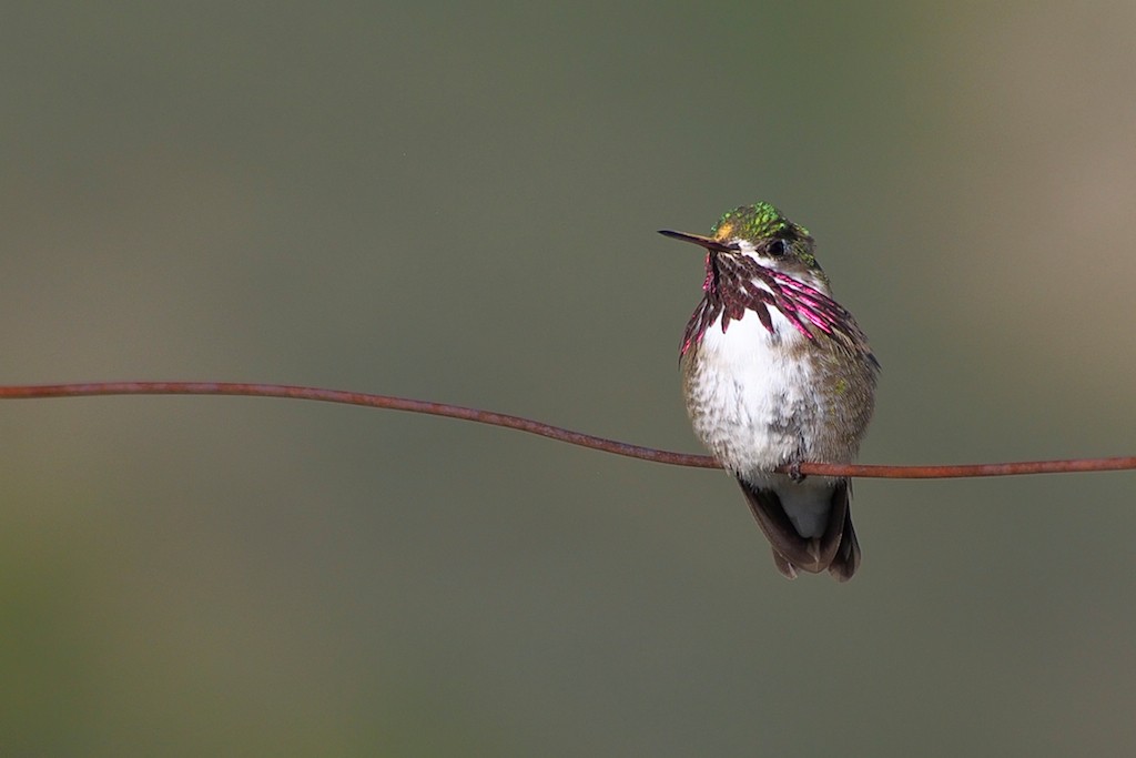 Calliope_Hummingbird.jpg