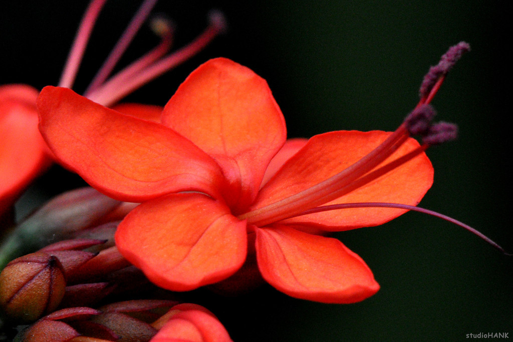 gardens_2-XL.jpg