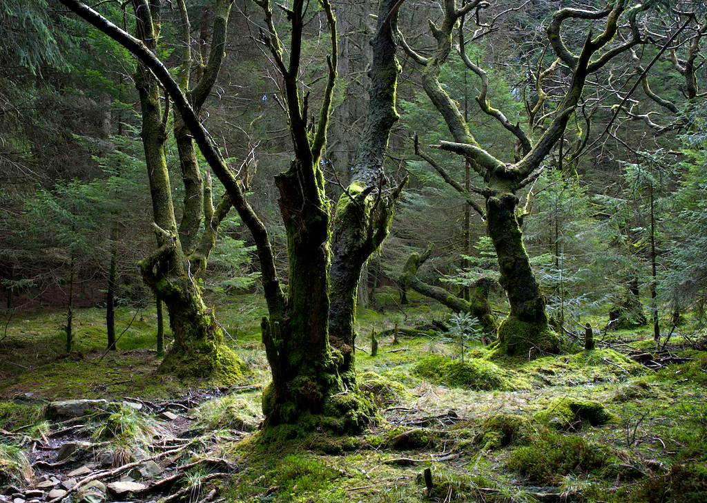 woodlandb.jpg