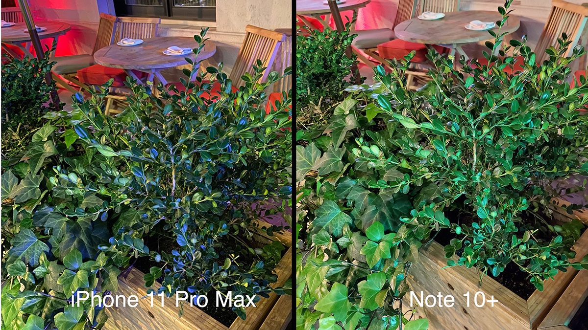 promaxnote10plant.jpg