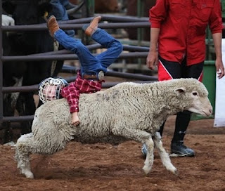 Funny-sheep-pictures-with-boy.jpg