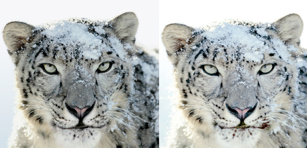 snow_leopard_blood.jpg