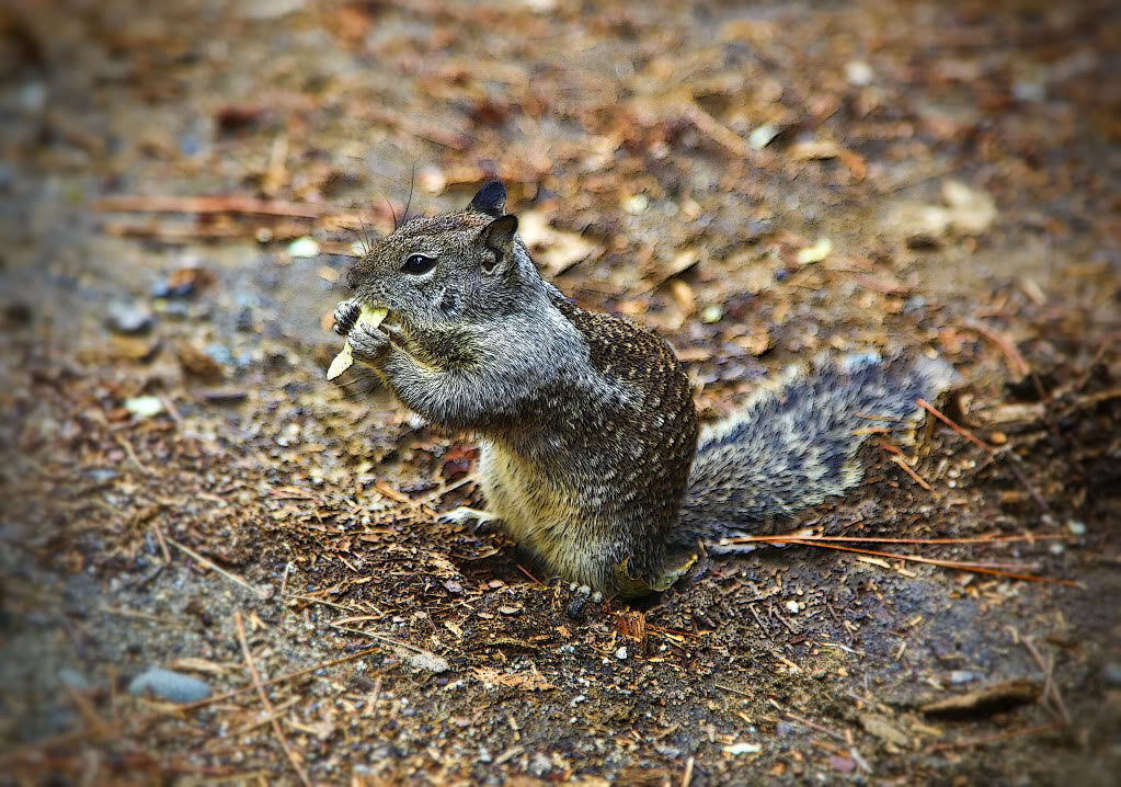 Squirrel01.jpg