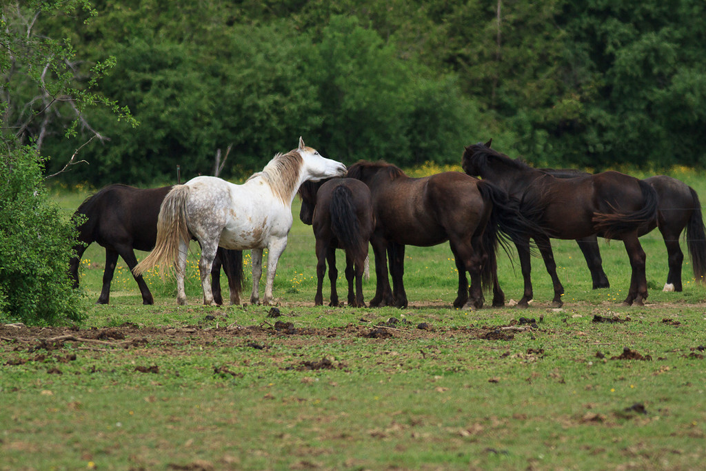 31-mai-Papillion-chevaux-etc-XL.jpg