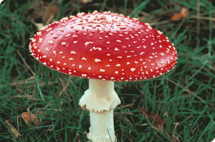 3.1.4_fungi_3.png