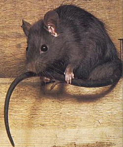 rat.jpg