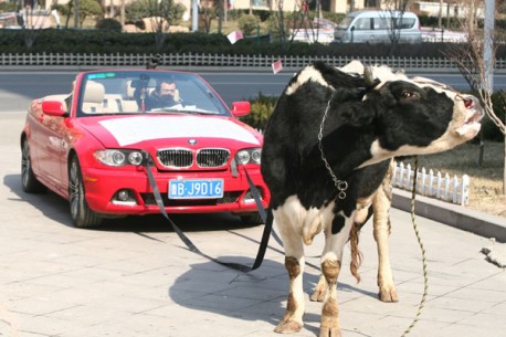 bmw-cow-china-1-458x305.jpg