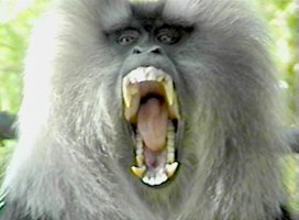 baboon2.jpg