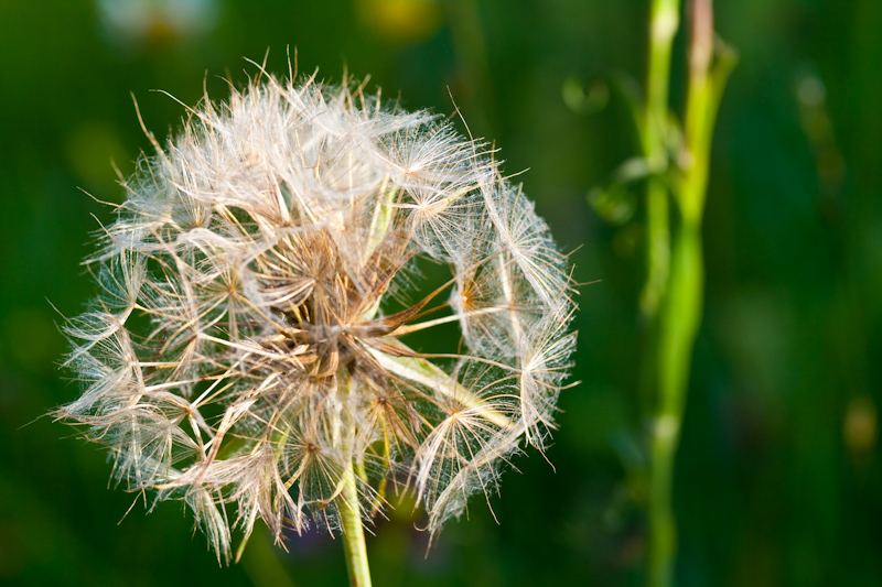 Old_Dandelion.jpg