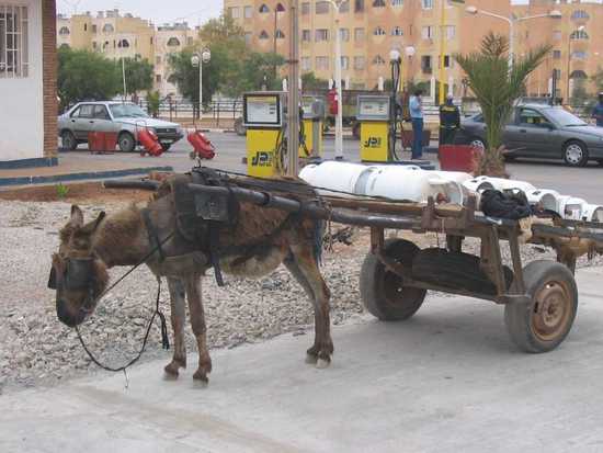 workingtravels.1126179360.donkey2.jpg