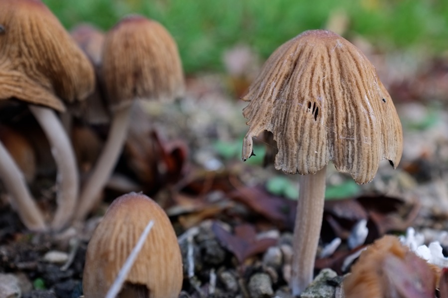DSCF4514.jpg